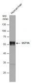 Anti-UGT1A antibody used in Western Blot (WB). GTX114131