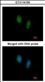Anti-RAN antibody used in Immunocytochemistry/ Immunofluorescence (ICC/IF). GTX114139