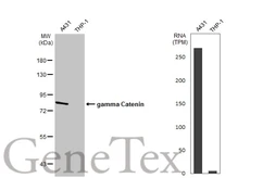 Anti-gamma Catenin antibody [C2C3], C-term used in Western Blot (WB). GTX114156