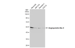 Anti-Angiopoietin-like 4 antibody [N1C2] used in Western Blot (WB). GTX114198