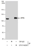 Anti-SFPQ antibody [N2C1], Internal used in Immunoprecipitation (IP). GTX114209