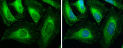 Anti-ACAA1 antibody used in Immunocytochemistry/ Immunofluorescence (ICC/IF). GTX114229