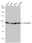 Anti-Aconitase 2 antibody [N1N3] used in Western Blot (WB). GTX114233