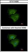 Anti-ALPPL2 antibody used in Immunocytochemistry/ Immunofluorescence (ICC/IF). GTX114250