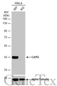 Anti-CAPG antibody [N3C3] used in Western Blot (WB). GTX114301