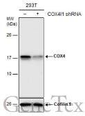 Anti-COX4 antibody used in Western Blot (WB). GTX114330