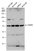 Anti-COX10 antibody used in Western Blot (WB). GTX114331