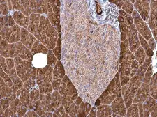Anti-Carboxypeptidase B antibody [N3C3] used in IHC (Paraffin sections) (IHC-P). GTX114334