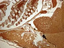 Anti-CSRP1 antibody [N1C3] used in IHC (Paraffin sections) (IHC-P). GTX114344