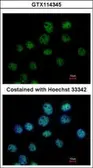 Anti-cleavage stimulation factor antibody [N1C1] used in Immunocytochemistry/ Immunofluorescence (ICC/IF). GTX114345