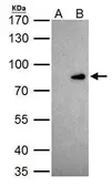 Anti-CUTL1 antibody used in Immunoprecipitation (IP). GTX114351