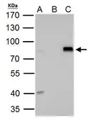 Anti-DRIL1 antibody used in Immunoprecipitation (IP). GTX114367