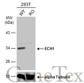 Anti-ECH1 antibody used in Western Blot (WB). GTX114374