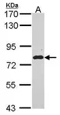 Anti-EML1 antibody [C2C3], C-term used in Western Blot (WB). GTX114382