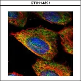Anti-ESD antibody used in Immunocytochemistry/ Immunofluorescence (ICC/IF). GTX114391