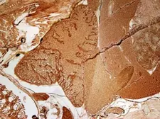 Anti-ESD antibody used in IHC (Paraffin sections) (IHC-P). GTX114391