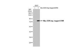 Anti-ERM antibody used in Western Blot (WB). GTX114394