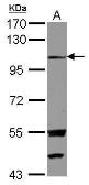 Anti-EXTL3 antibody [C2C3], C-term used in Western Blot (WB). GTX114396