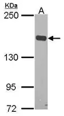 Anti-Flightless I antibody [C2C3], C-term used in Western Blot (WB). GTX114410