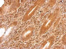 Anti-GARS antibody [N3C2], Internal used in IHC (Paraffin sections) (IHC-P). GTX114421