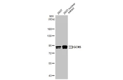 Anti-GCN5 antibody [C2C3], C-term used in Western Blot (WB). GTX114428