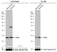 Anti-GNAZ antibody [N1C1] used in Western Blot (WB). GTX114441