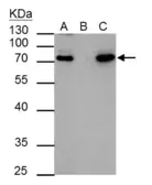 Anti-HCLS1 antibody [N1N3] used in Immunoprecipitation (IP). GTX114467