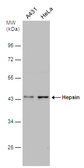 Anti-Hepsin antibody used in Western Blot (WB). GTX114479
