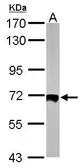 Anti-HSF2 antibody [N1N3] used in Western Blot (WB). GTX114481