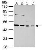 Anti-HDJ2 antibody used in Western Blot (WB). GTX114482