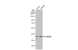 Anti-IDH3A antibody used in Western Blot (WB). GTX114486