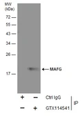 Anti-MAFG antibody used in Immunoprecipitation (IP). GTX114541