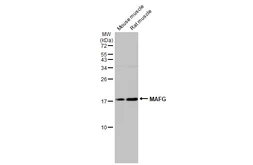 Anti-MAFG antibody used in Western Blot (WB). GTX114541