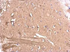 Anti-MAG antibody used in IHC (Paraffin sections) (IHC-P). GTX114542