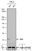 Anti-MPI antibody used in Western Blot (WB). GTX114555