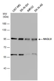Anti-NAGLU antibody [N3C1], Internal used in Western Blot (WB). GTX114569