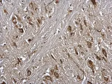 Anti-Nucleobindin 1 antibody [N3C3] used in IHC (Paraffin sections) (IHC-P). GTX114593