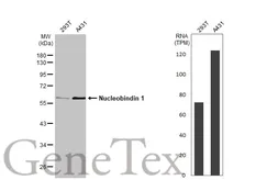 Anti-Nucleobindin 1 antibody [N3C3] used in Western Blot (WB). GTX114593