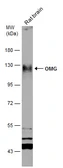 Anti-OMG antibody used in Western Blot (WB). GTX114598