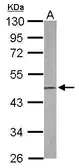 Anti-EBP1 antibody [N3C3] used in Western Blot (WB). GTX114610