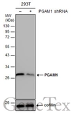 Anti-PGAM1 antibody [N1C3] used in Western Blot (WB). GTX114633