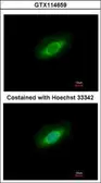 Anti-PPP4C antibody used in Immunocytochemistry/ Immunofluorescence (ICC/IF). GTX114659