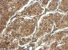 Anti-PRG2 antibody used in IHC (Paraffin sections) (IHC-P). GTX114664