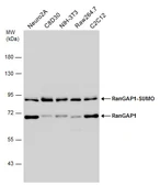 Anti-RanGAP1 antibody [N1N3] used in Western Blot (WB). GTX114700