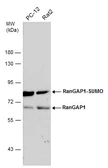Anti-RanGAP1 antibody [N1N3] used in Western Blot (WB). GTX114700