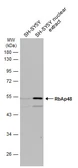 Anti-RbAp48 antibody [C1C3] used in Western Blot (WB). GTX114707