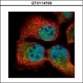 Anti-RBM3 antibody used in Immunocytochemistry/ Immunofluorescence (ICC/IF). GTX114709