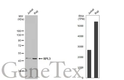 Anti-RPL3 antibody [N3C3] used in Western Blot (WB). GTX114725