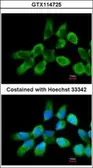 Anti-RPL3 antibody [N3C3] used in Immunocytochemistry/ Immunofluorescence (ICC/IF). GTX114725