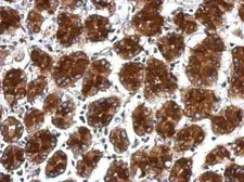Anti-RPLP0 antibody used in IHC (Paraffin sections) (IHC-P). GTX114730